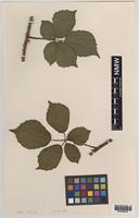 Paratype of Rubus anglofuscus Edees [family ROSACEAE]