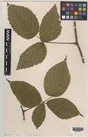 Holotype of Rubus angloserpens Edees & A.Newton [family ROSACEAE]