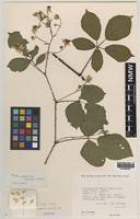 Paratype of Rubus aquarum A.Newton & M.Porter [family ROSACEAE]
