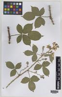 Type of Rubus ariconiensis A.Newton & M.Porter [family ROSACEAE]