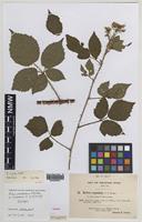 Isotype of Rubus atrebatum A.Newton [family ROSACEAE]