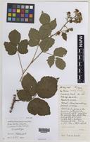 Isoparatype of Rubus bartonii A.Newton [family ROSACEAE]