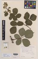 Paratype of Rubus boudiccae A.L.Bull & Edees [family ROSACEAE]