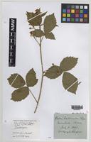 Isolectotype of Rubus britannicus W.M.Rogers [family ROSACEAE]