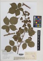Syntype of Rubus castrensis Wolley-Dod [family ROSACEAE]