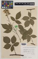 Paratype of Rubus daltrii Edees & Rilstone [family ROSACEAE]