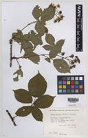Paratype of Rubus daltrii Edees & Rilstone [family ROSACEAE]