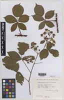 Paratype of Rubus daltrii Edees & Rilstone [family ROSACEAE]