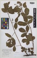 Isoparatype of Rubus decussatus W.C.Barton [family ROSACEAE]