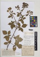 Isolectotype of Rubus diversiarmatus W.C.R.Watson [family ROSACEAE]