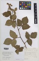 Isoparatype of Rubus ebudensis A.Newton [family ROSACEAE]