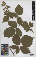 Isotype of Rubus erythrops Edees & A.Newton [family ROSACEAE]