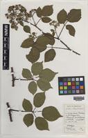 Holotype of Rubus gallofuscus A.Newton & M.Porter [family ROSACEAE]