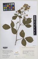 Isoparatype of Rubus gariannensis A.L.Bull [family ROSACEAE]