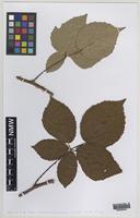Isolectotype of Rubus herefordensis Sudre [family ROSACEAE]