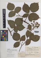 Syntype of Rubus hesperius W.M.Rogers [family ROSACEAE]
