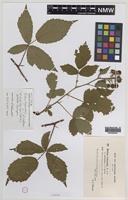 Syntype of Rubus hylocharis W.C.R.Watson [family ROSACEAE]