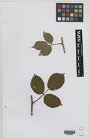 Isotype of Rubus iceniensis A.Newton & H.E.Weber [family ROSACEAE]