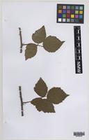 Paratype of Rubus informifolius Edees [family ROSACEAE]