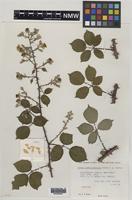 Holotype of Rubus infestisepalus Edees & A.Newton [family ROSACEAE]