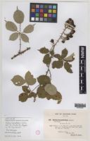 Isolectotype of Rubus lasiodermis Sudre [family ROSACEAE]