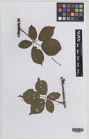 Isolectotype of Rubus mercicus Bagn. [family ROSACEAE]