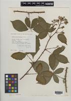 Paratype of Rubus milfordensis Edees [family ROSACEAE]