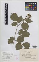 Syntype of Rubus mucronatiformis (Sudre) W.R.C.Watson [family ROSACEAE]