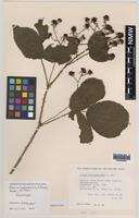Isolectotype of Rubus mucronatoides Ley ex. W.M.Rogers [family ROSACEAE]