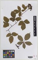 Isoparatype of Rubus nobilissimus (W.C.R.Watson) Pearsall [family ROSACEAE]