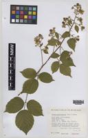 Paratype of Rubus norvicensis A.L.Bull & Edees [family ROSACEAE]