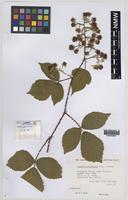 Paratype of Rubus norvicensis A.L.Bull & Edees [family ROSACEAE]