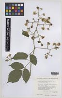 Paratype of Rubus norvicensis A.L.Bull & Edees [family ROSACEAE]