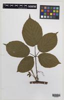 Holotype of Rubus obscuriflorus Edees & A.Newton [family ROSACEAE]