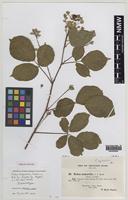 Isolectotype of Rubus oxyanchus Sudre [family ROSACEAE]