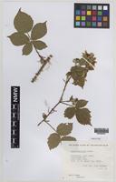 Paratype of Rubus painteri Edees [family ROSACEAE]