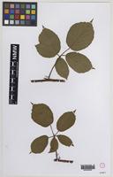 Isolectotype of Rubus pallidisetus Sudre [family ROSACEAE]