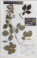Paratype of Rubus percrispus D.E.Allen & R.D.Randall [family ROSACEAE]