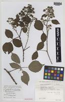 Isolectotype of Rubus polyoplus W.C.R.Watson [family ROSACEAE]