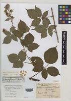 Isotype of Rubus purbeckensis W.C.Barton & Ridd. [family ROSACEAE]