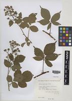 Paratype of Rubus turritus Edees [family ROSACEAE]
