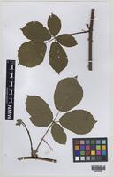 Paratype of Rubus varvicensis Edees [family ROSACEAE]