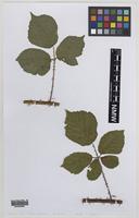 Paratype of Rubus venetorum D.E.Allen [family ROSACEAE]