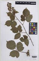 Isotype of Rubus rubristylus W.C.R.Watson [family ROSACEAE]