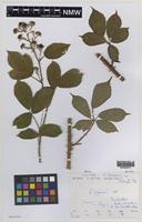 Holotype of Rubus segontii A.Newton & M.Porter [family ROSACEAE]