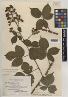 Isolectotype of Rubus tamarensis A.Newton [family ROSACEAE]