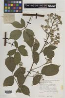 Isotype of Rubus turritus Edees [family ROSACEAE]