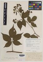 Paratype of Rubus merlinii A.Newton & M.Porter [family ROSACEAE]