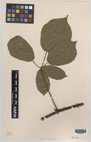 Syntype of Rubus mucronatoides Ley ex. W.M.Rogers [family ROSACEAE]