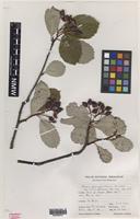 Holotype of Sorbus stenophylla M.C.F.Proctor [family ROSACEAE]